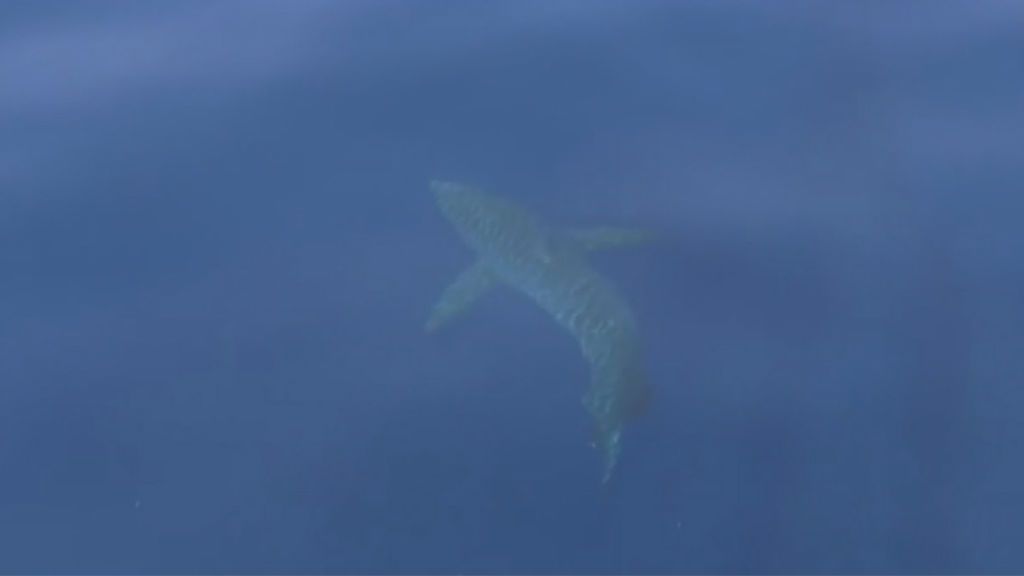 La comunidad científica celebra el avistamiento de un tiburón blanco cerca de Cabrera