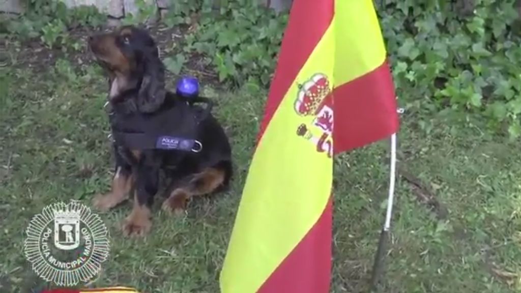 Poncho, el famoso perro policía, apoya a la Selección española en el Mundial