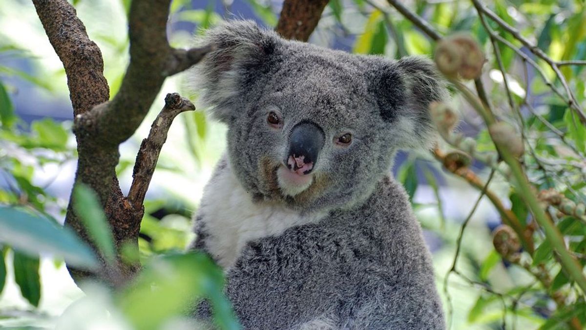 El genoma de los koalas explica porque ellos si pueden comer hojas de eucalipto y tu no