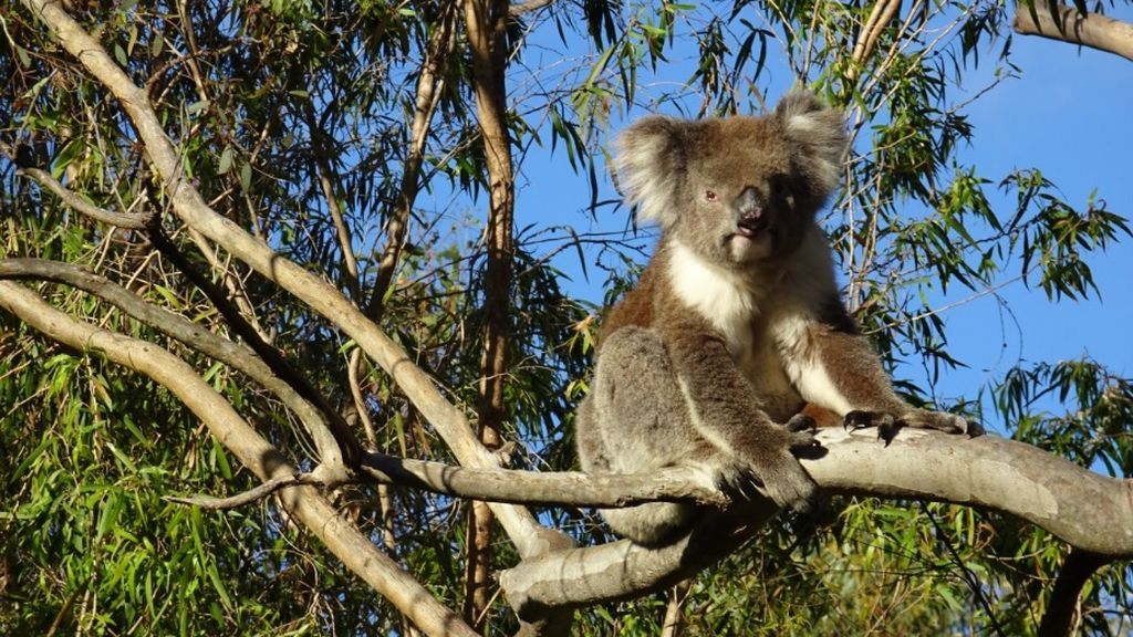 koala