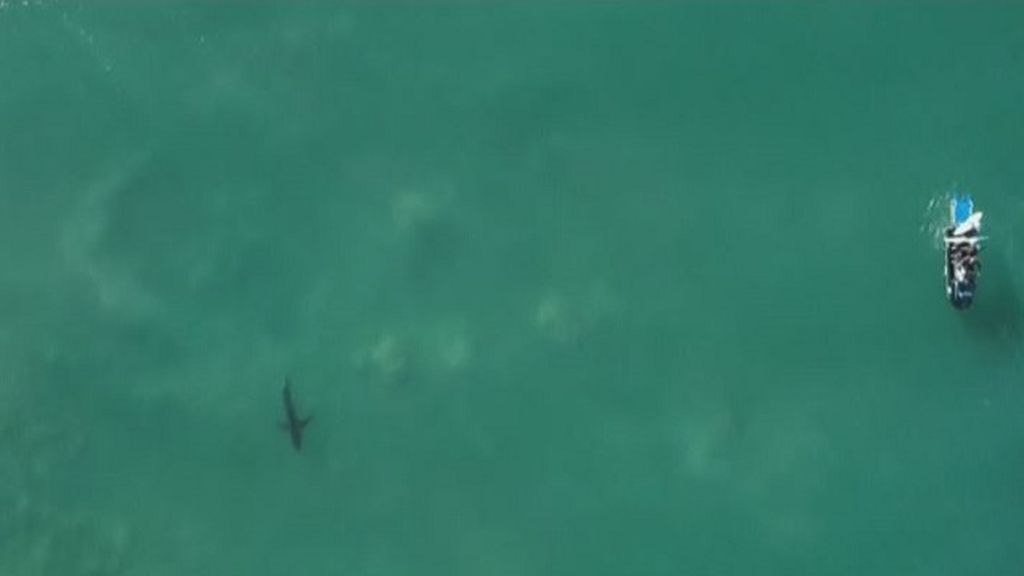 La aparición de un tiburón blanco aplaza el Mundial de Surf