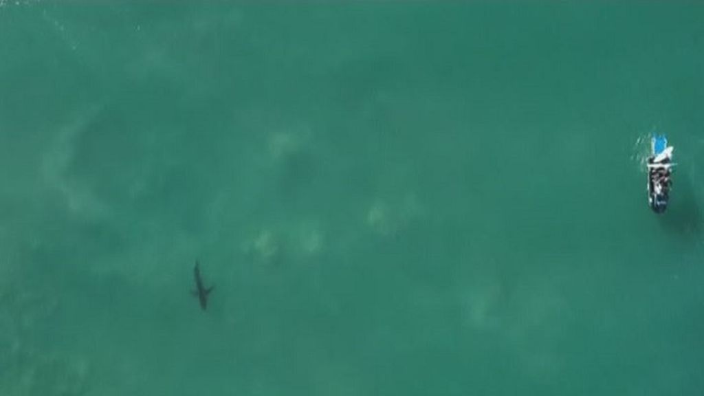 Posponen el Mundial de Surf por la aparición de un tiburón en una playa de Sudáfrica
