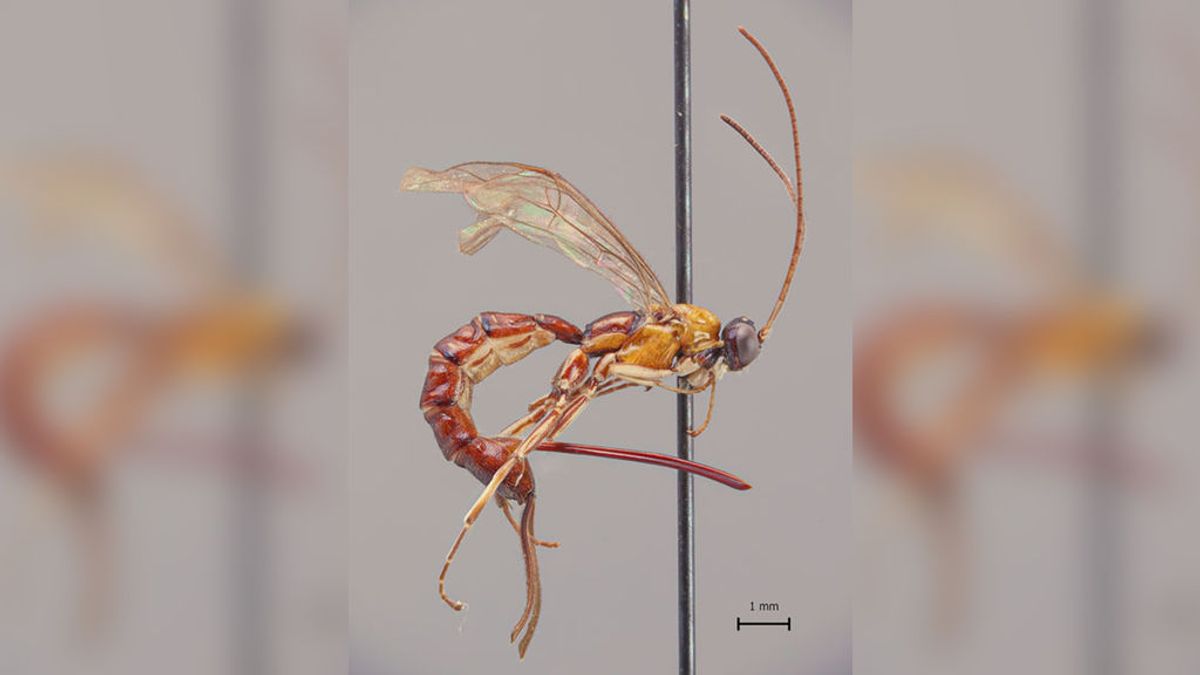 Investigadores finlandeses descubren una avispa en el Amazonas con un aguijón descomunal