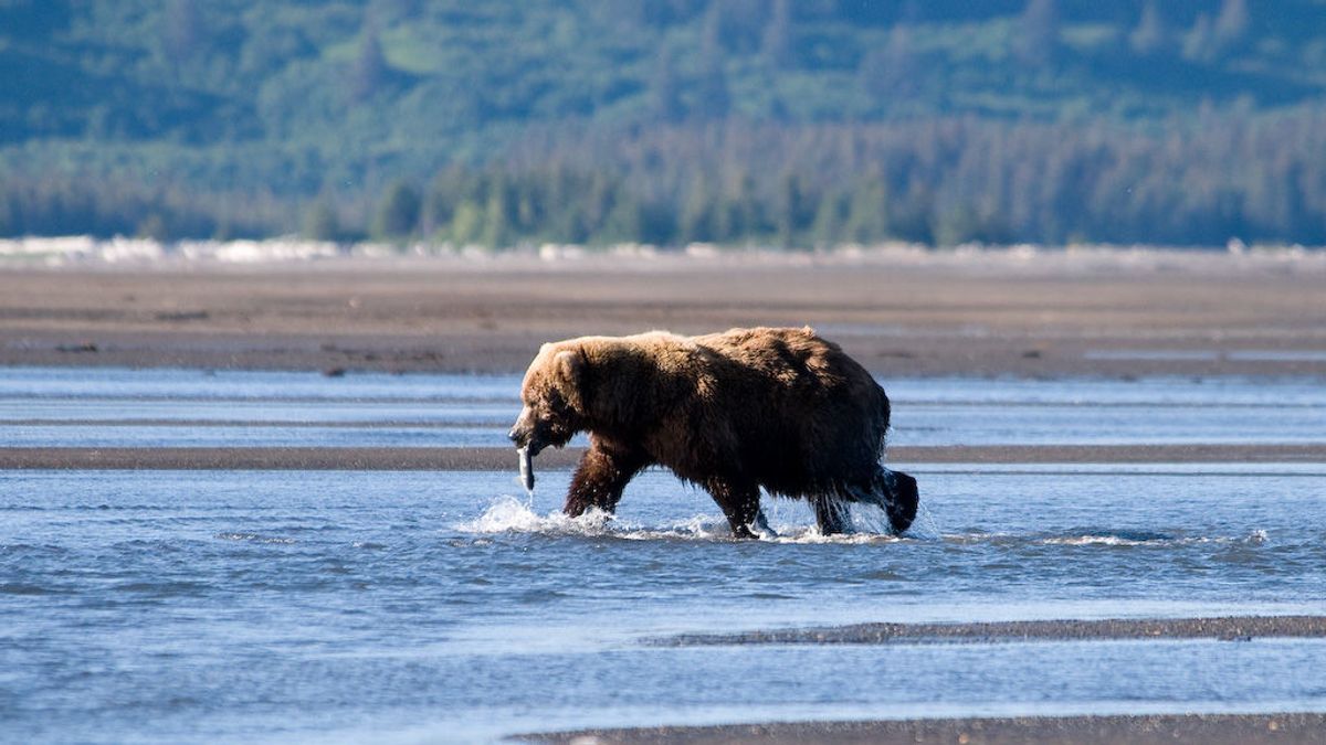 Un oso adulto acaba con la vida de un osezno en un famoso Parque Natural de EEUU