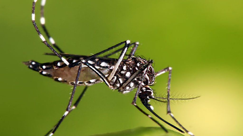 aedes_aegypti_moscodengue