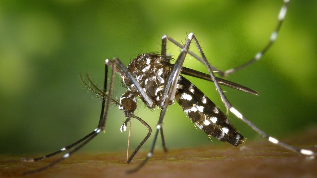 tiger-mosquito-49141_1280