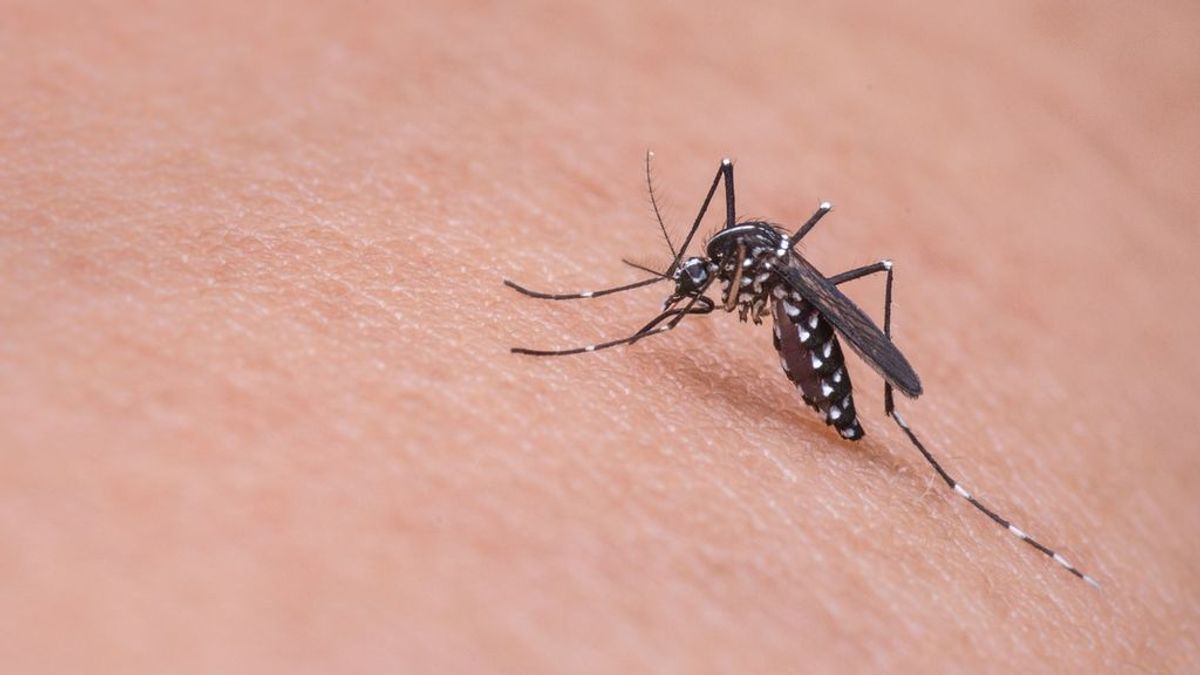 ¡Sobrevive! Los cinco mosquitos más picones del verano y cómo repelerlos
