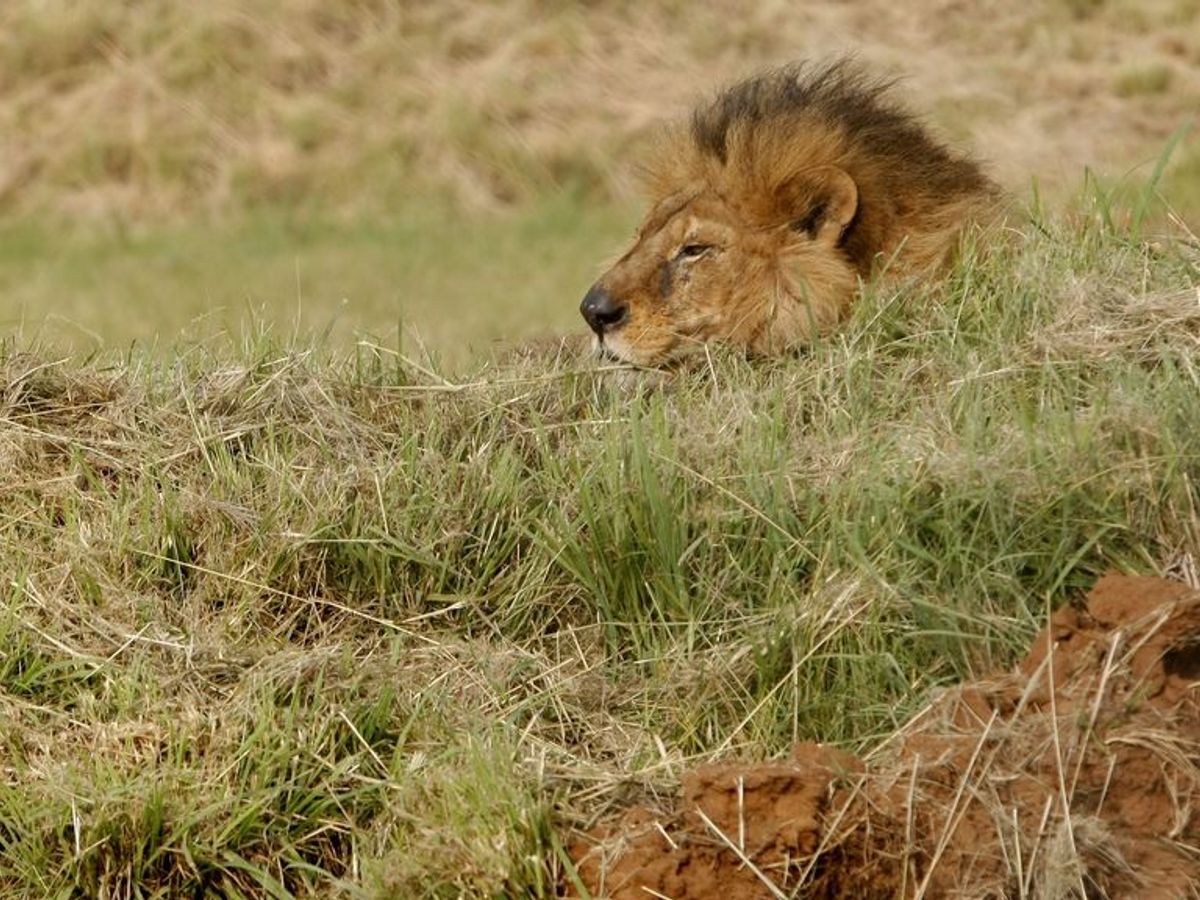 Mueren dos cazadores furtivos atacados por leones en una reserva en  Sudáfrica