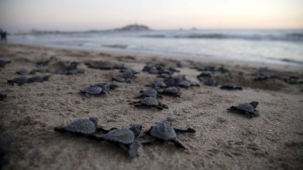 Casi dos millones de tortugas anidan en los arenales mexicanos