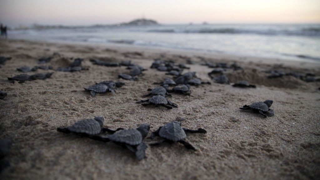 Miles de tortugas marinas llegan a las playas de México, para comenzar a anidar