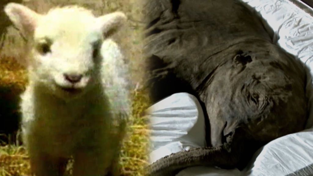 De la oveja Dolly, a Parque Jurásico: La clonación en seres humanos y animales, a examen