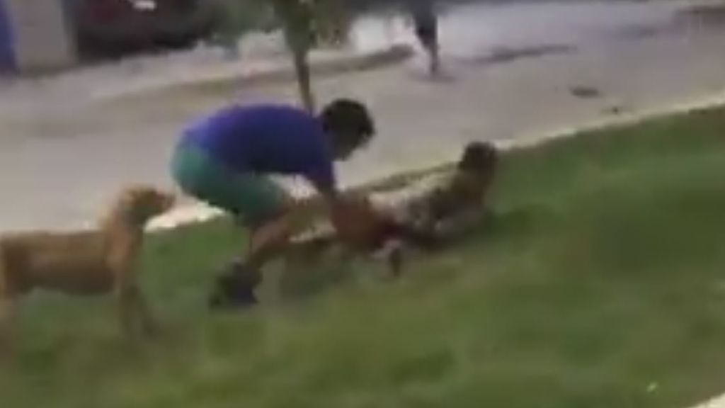 Una serpiente ataca a un joven y un perro callejero le defiende
