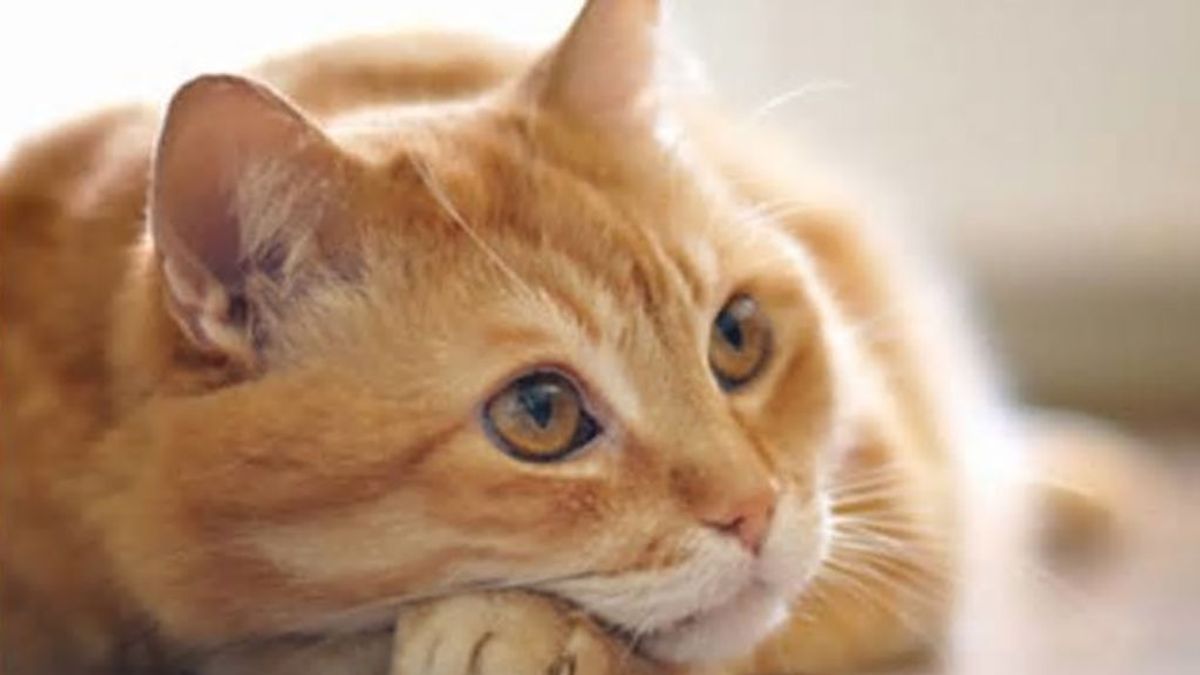Un gato arruina la entrevista que le hacían a su dueño y se convierte en viral