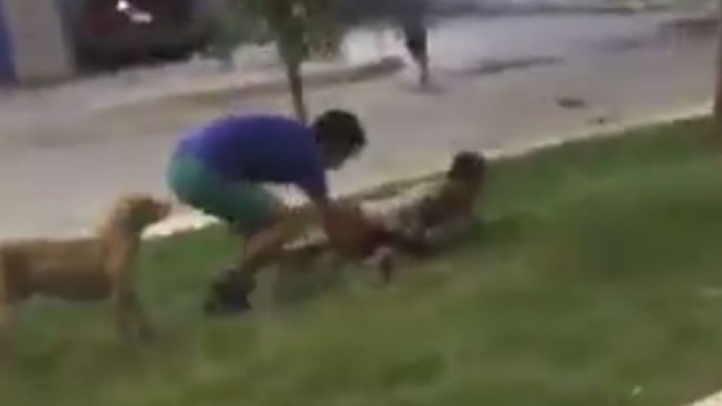 Un perro callejero defiende a un joven del ataque de una serpiente