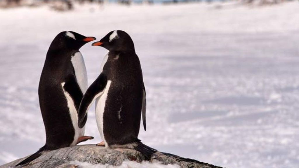 Una pareja de pingüinos pasea su amor 'de la mano'