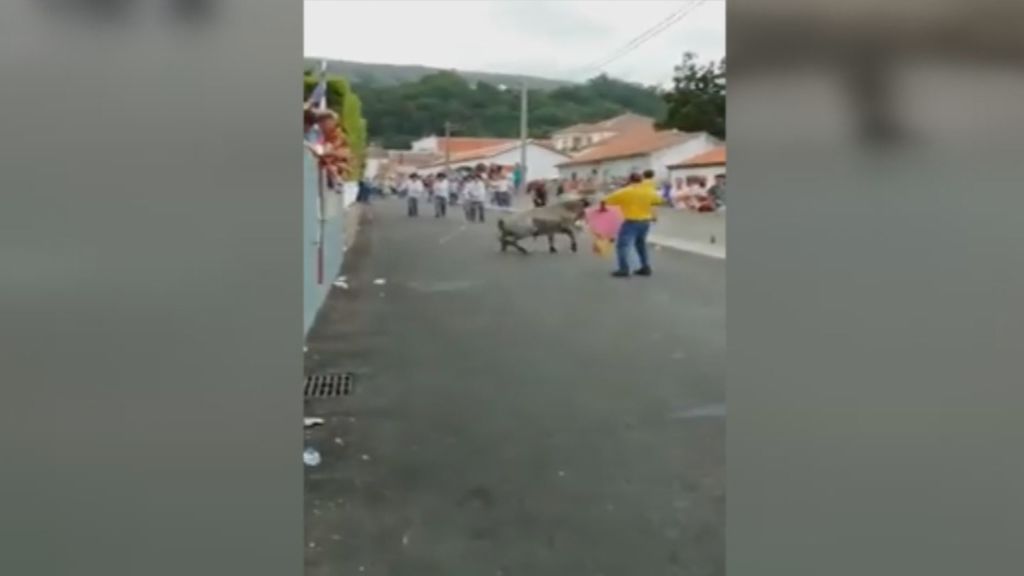 Un hombre con una niña en brazos torea a una vaquilla e indigna a Portugal