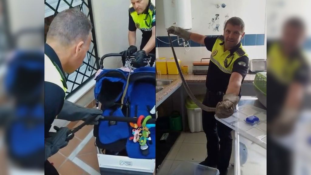 Sorpresa en un carrito de bebé en Málaga: había una culebra de más de un metro de longitud
