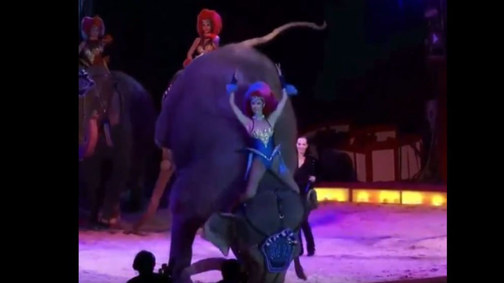 Un elefante cae sobre el público en un espectáculo de circo en Alemania