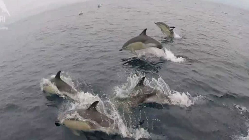 La imagen que nos deja una manada de 3.000 delfines que nada en aguas gallegas