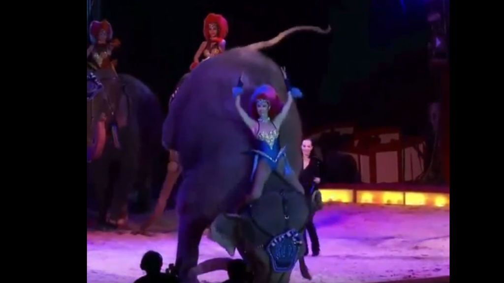 Un elefante se cae del escenario durante el espectáculo de un circo en Alemania