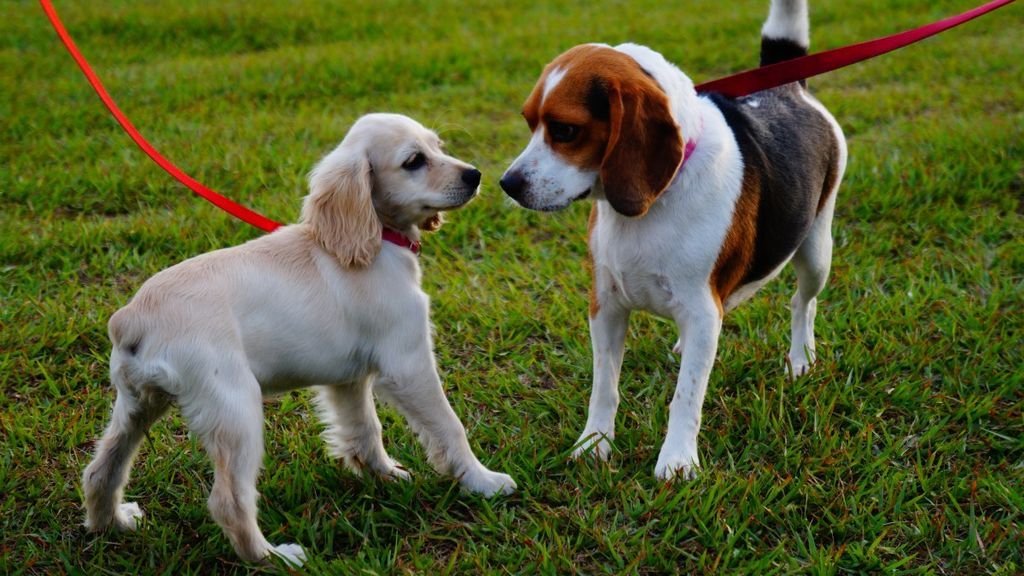 Detenida en Argentina acusada de envenenar a 40 perros, de los cuales 10 murieron