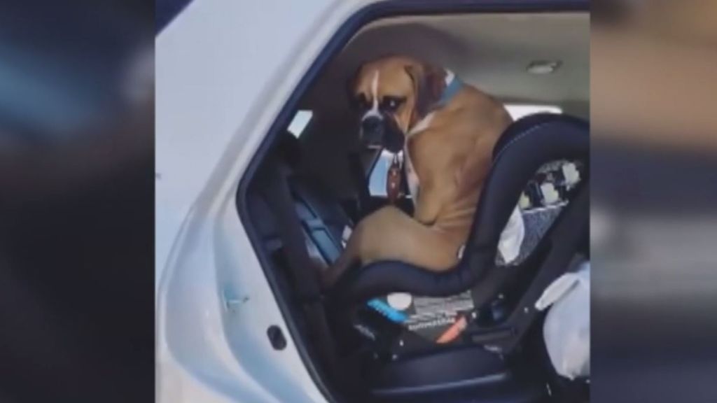 Un perro, protagonista de un vídeo viral tras montarse en una sillita de bebé