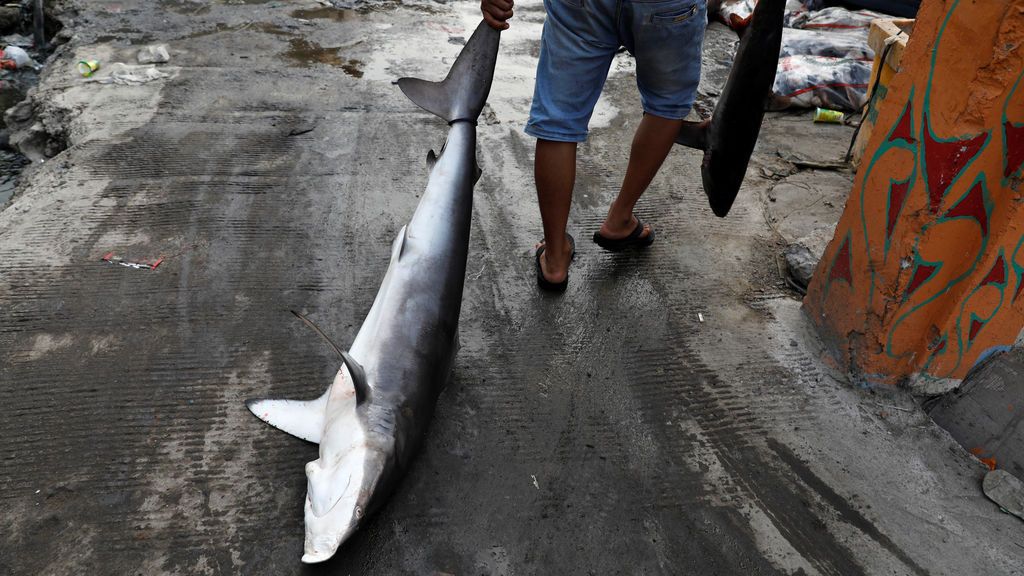 Jakarta, sede de extracción de las aletas de tiburón