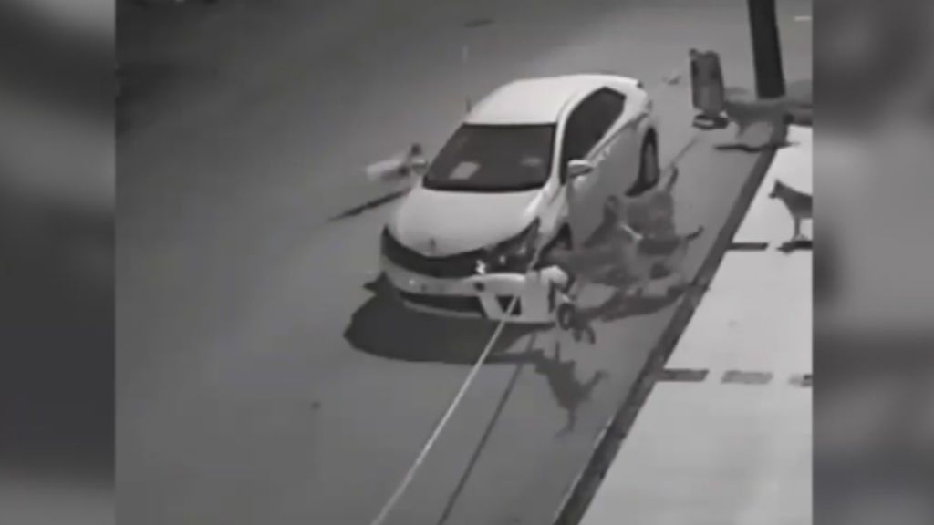 Una jauría de perros callejeros destrozan un coche aparcado en la calle