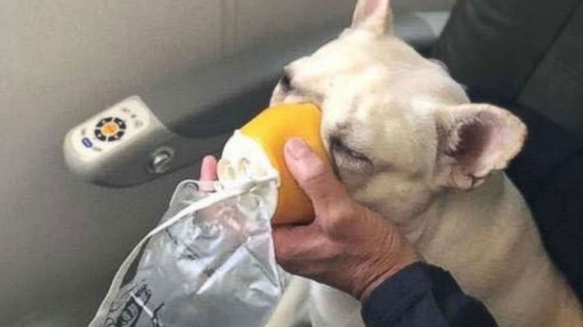Salvan la vida de un bulldog francés que se asfixiaba durante un viaje en avión Salvan la vida de un bulldog francés que se asfixiaba durante un viaje en avión