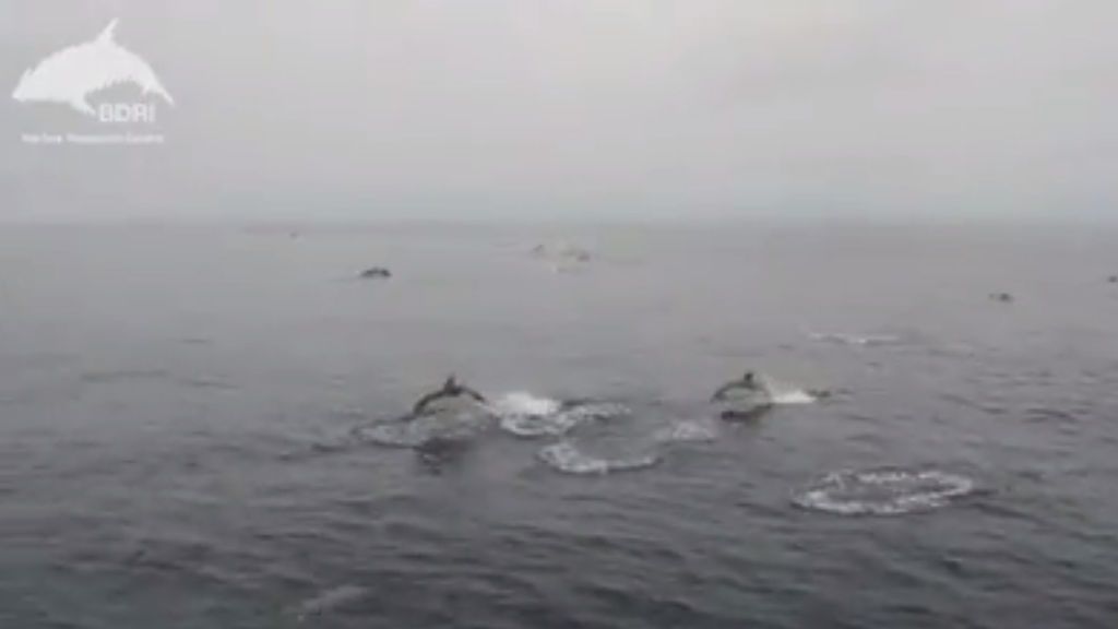 3000 delfines en las Rías Baixas: nunca antes se habían visto tantos