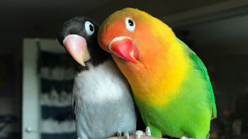 Kiwi y su novia gótica: la historia de amor de dos pájaros que todos querríamos vivir