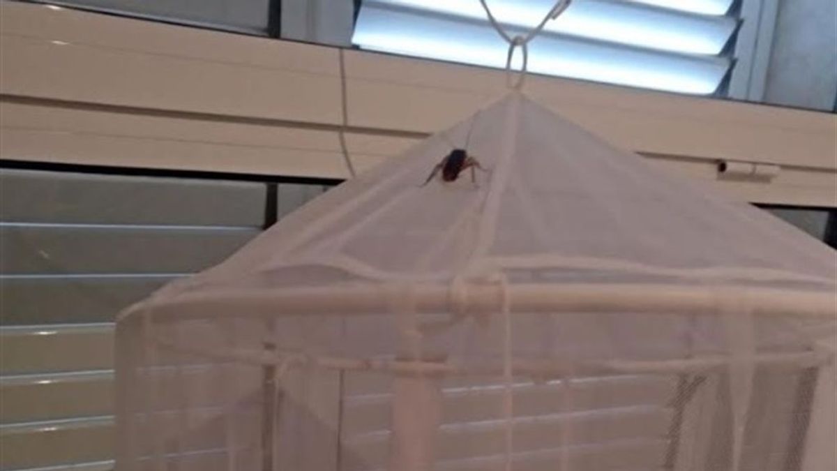 Denuncian plaga de cucarachas en el ambulatorio de l'Eliana con insectos que caen del techo