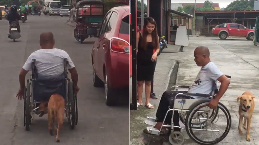 Digong, el perro que empuja la silla de ruedas de su dueño discapacitado allá donde vaya