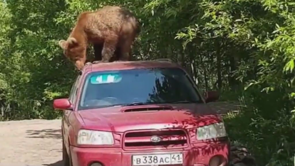 Un oso intenta robar un coche ante la mirada irritada de su propietario