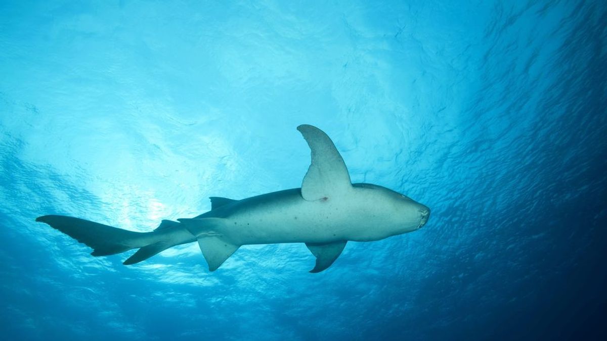 Dos ataques de tiburón en solo 5 minutos obligan a cerrar una playa de Florida