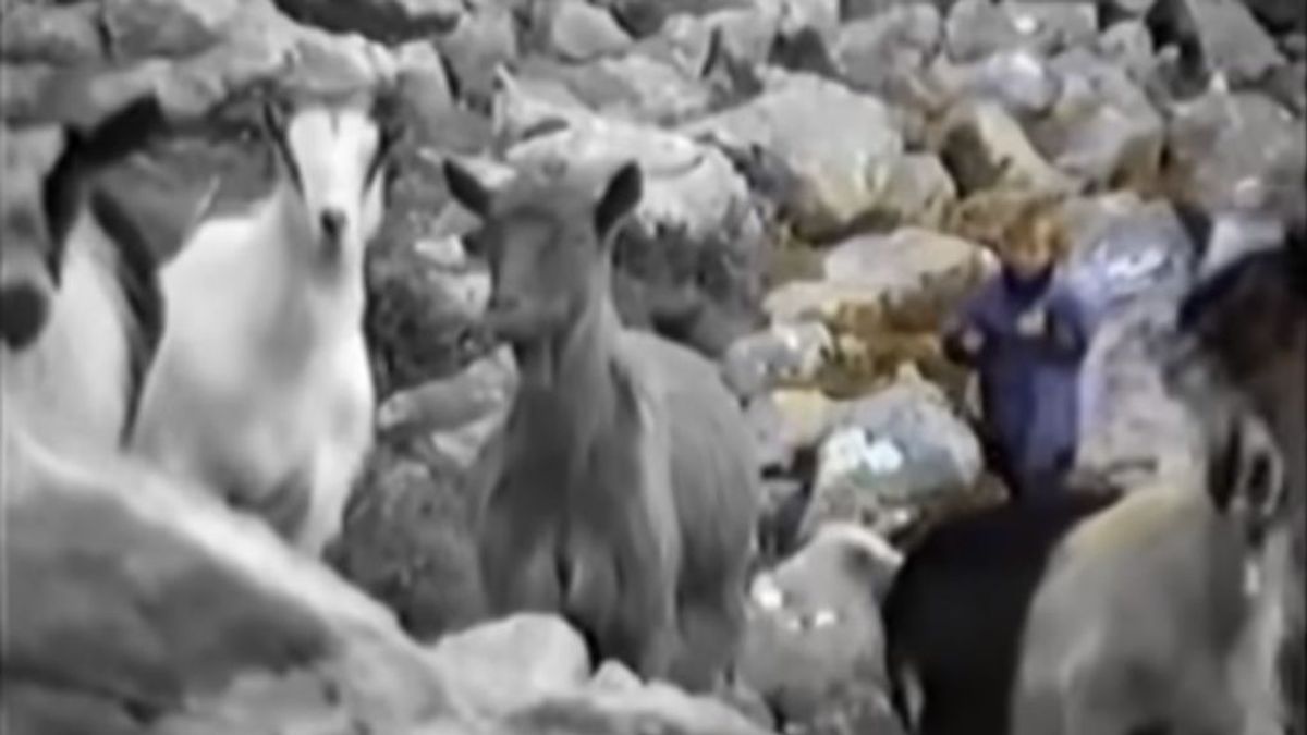 Sale a la luz el vídeo de Modric pastoreando en la montaña con tan solo 5 años