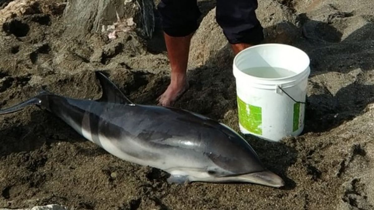 Rescatan a una cría de delfín varada en la playa de Vélez Rescatan a una cría de delfín varada en la playa de Vélez