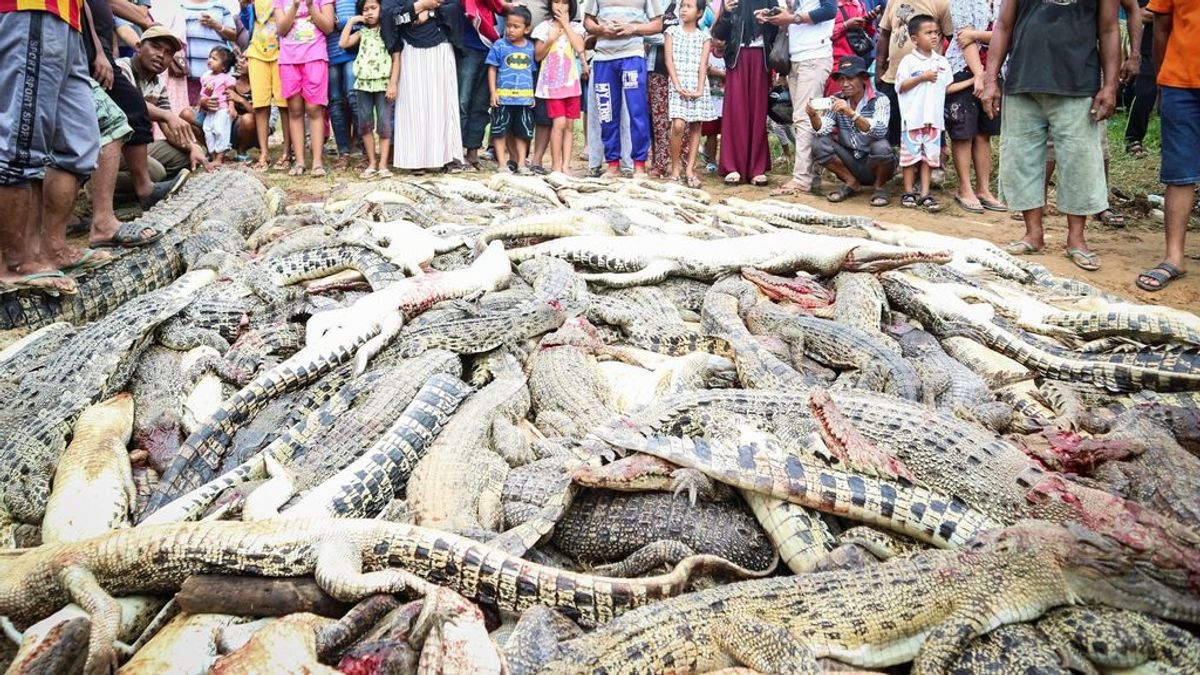 Matanza cocodrilos Indonesia