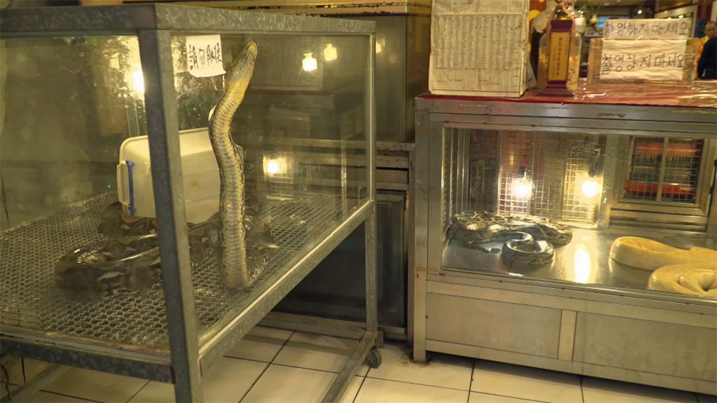 ‘Viajeros Cuatro’ cena un menú degustación de serpiente en un mercado nocturno de Taiwán