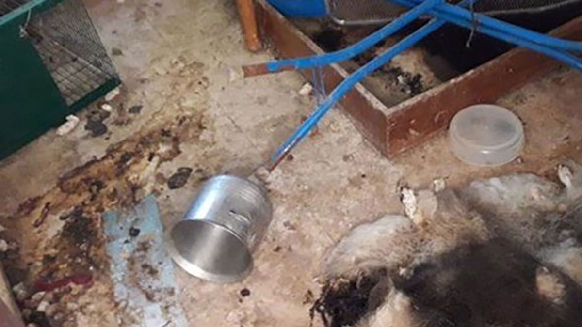 El chalet de los horrores en Sevilla: Hallan 12 perros muertos en un desahucio