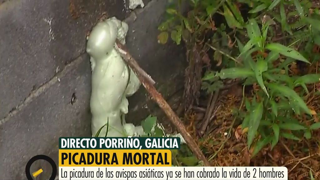 Sellado el nido de avispas asiáticas después de la muerte de otro hombre en Galicia