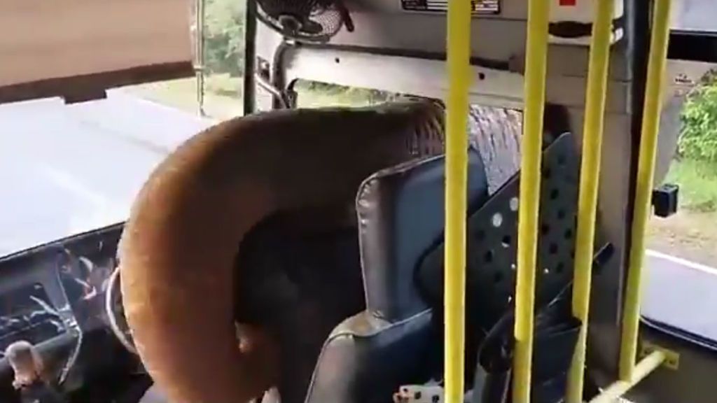 Un elefante atraca a un autobús a punta de trompa  en Sri Lanka