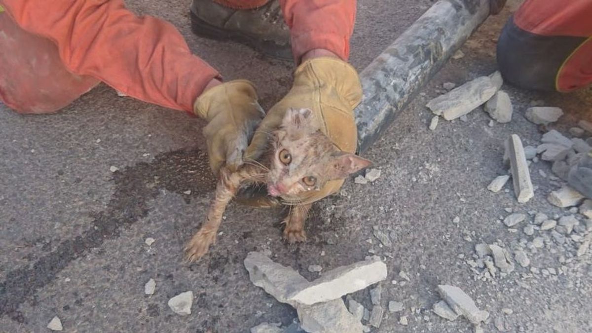 Rescatan a un gato en Valencia tras quedar atrapado en un tubería