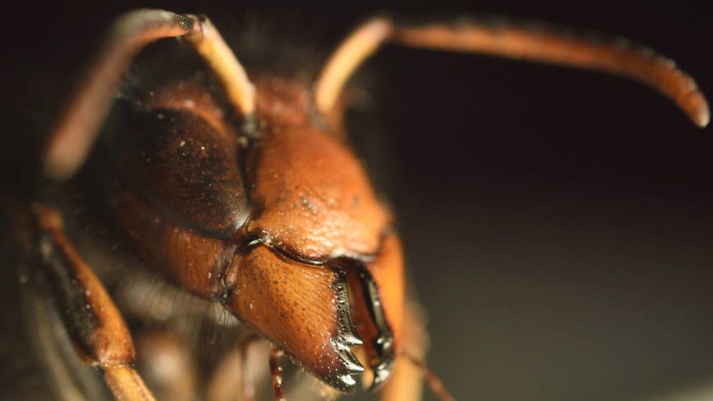 Las picaduras de las avispas asiáticas solo han sido mortales en personas alérgicas
