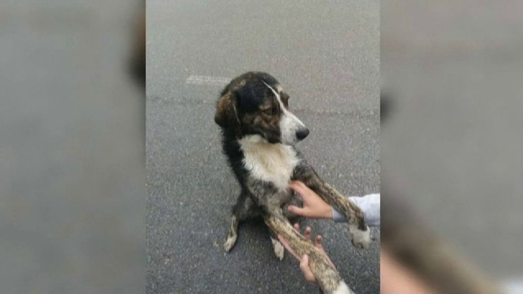 Max, de perro callejero a héroe gracias a su lealtad y ayuda a un ciclista