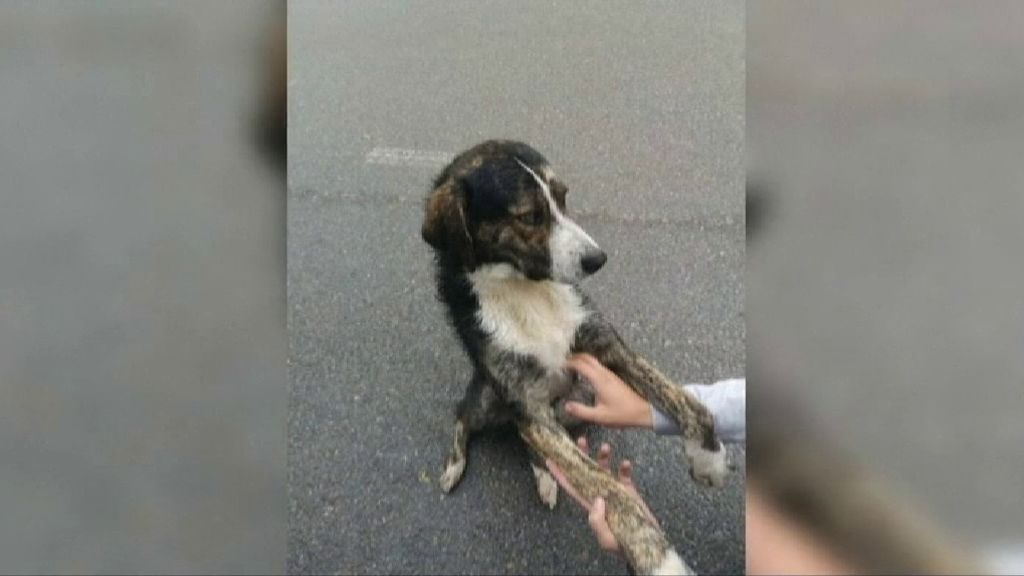 Un perro llamado Max se convierte en héroe tras rescatar a un ciclista en Rumanía