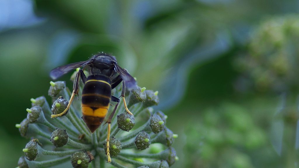 asian-hornet-2112415_1920