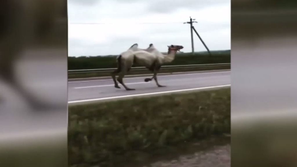 Un camello se cuela en la autovía y provoca un accidente