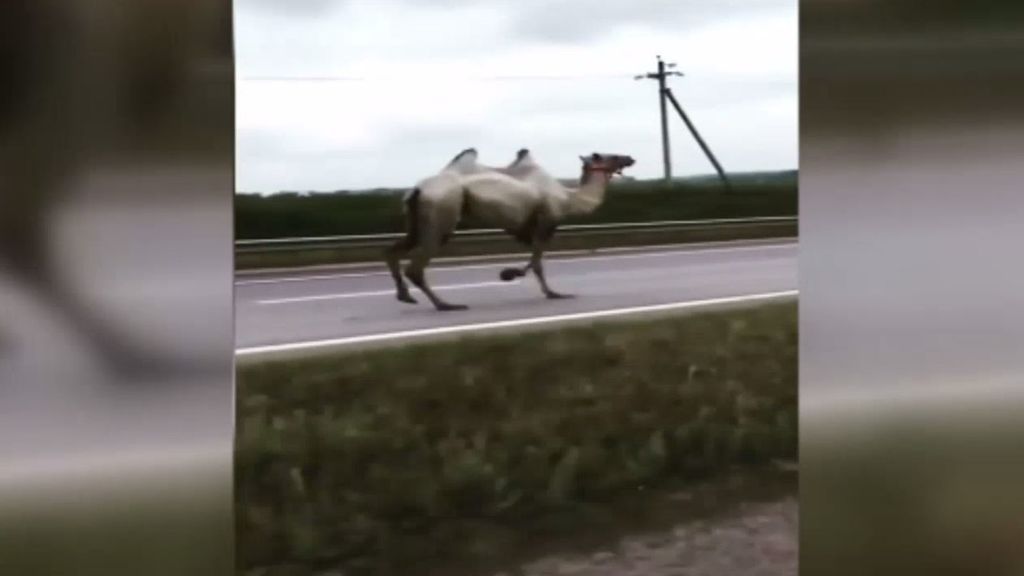 Un camello se escapa de un circo y termina provocando un accidente en una autovía