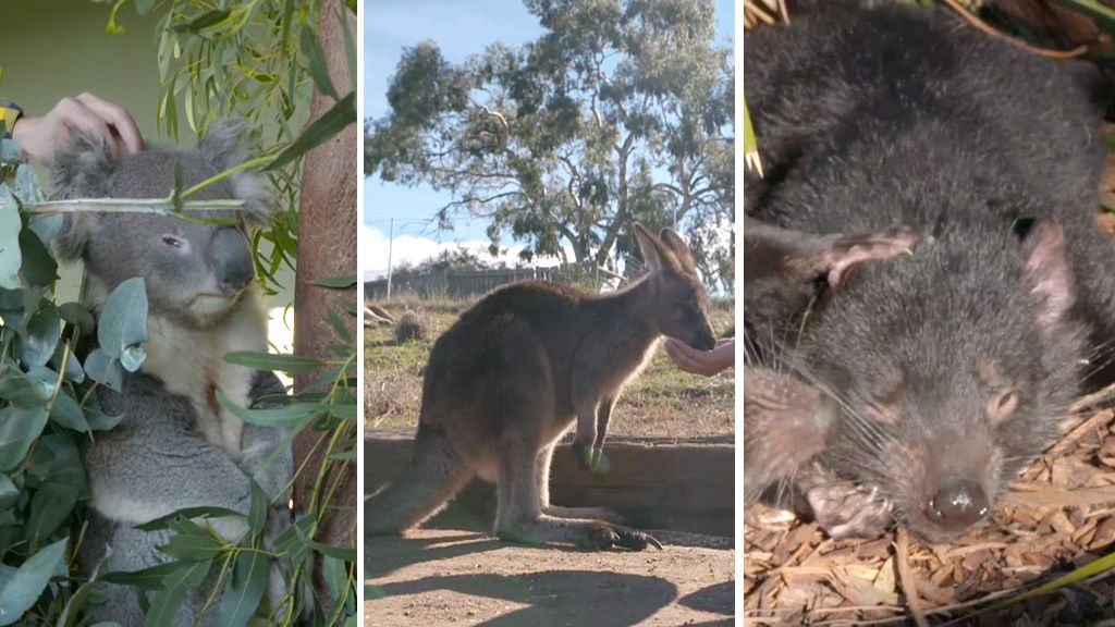 Canguros, Koalas, los wombat y el demonio de Tasmania: así es la fauna de Melbourne